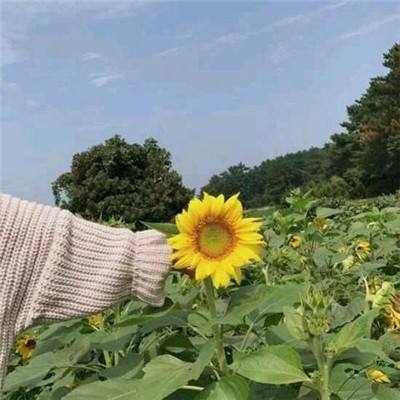 全民戮仙官方手游下载