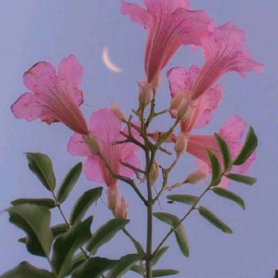 果盘西游除妖无双版下载